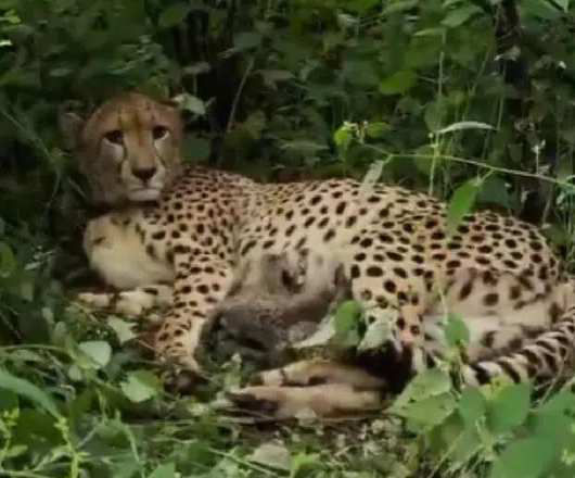 പ്രോജക്ട് ചീറ്റയ്ക്ക് പുതിയ ആവേശം.. നാല് കുട്ടികളുടെ ജനനം